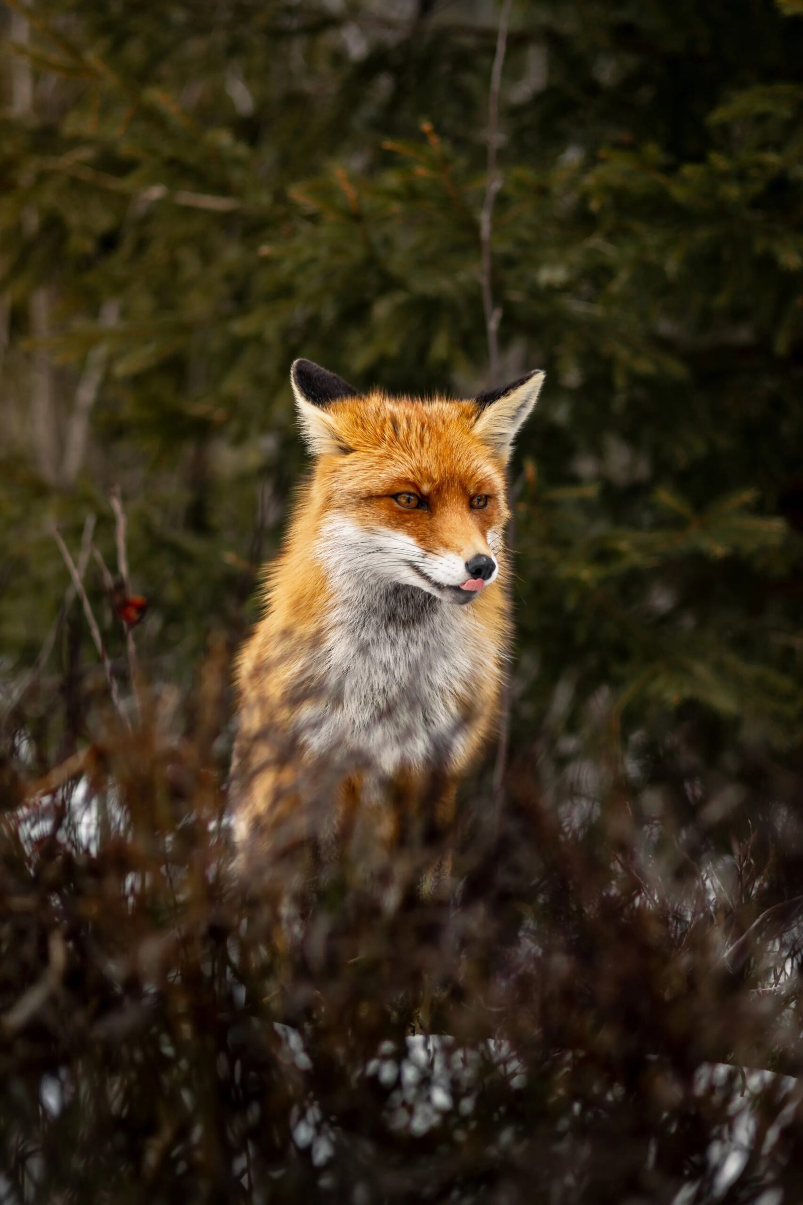Red fox in the wild with rich orange fur among dark evergreens