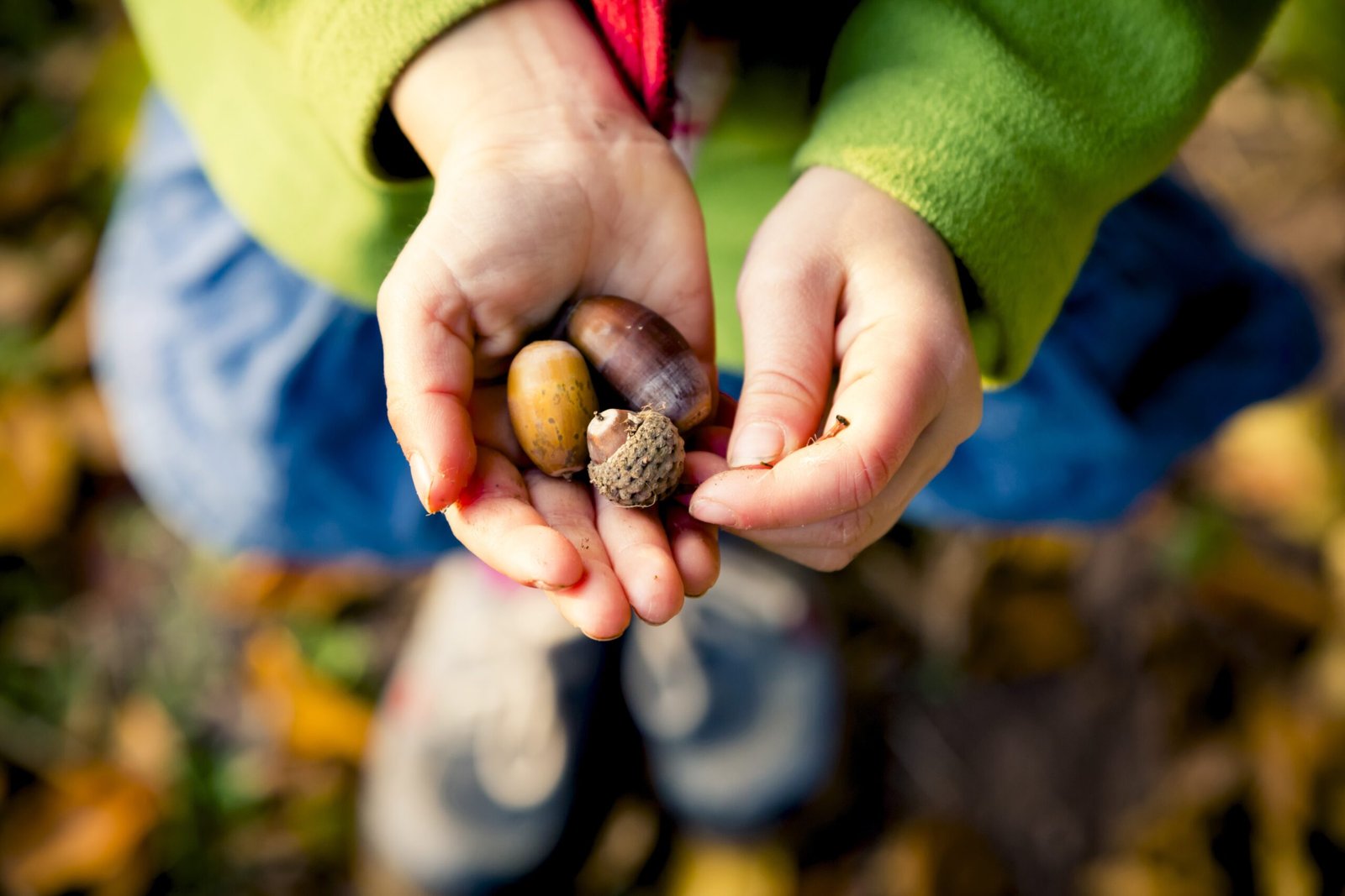 Child's hands holding acorns found on an autumn walk