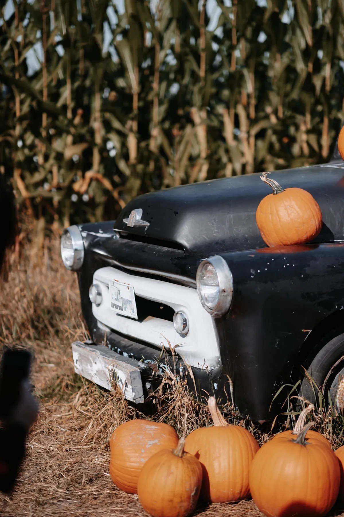 Vintage black pickup truck decorated with pumpkins in front of a cornfield on a fall farm