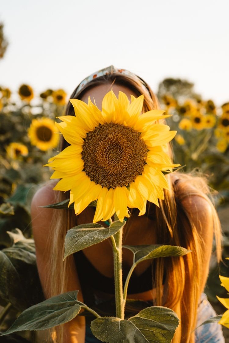 Young woman holding a sunflower in a glowing sunflower field at golden hour