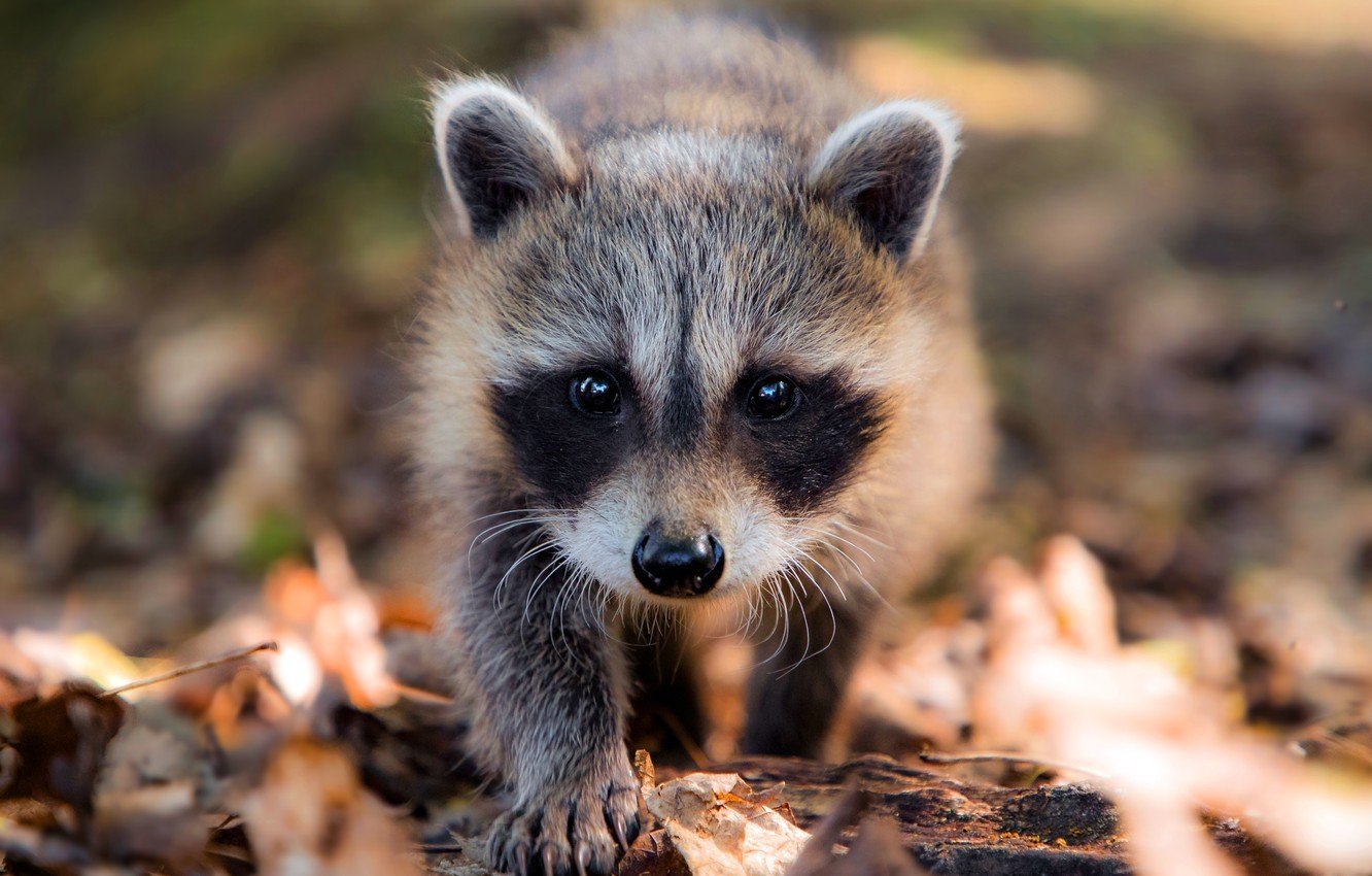 Young raccoon looking at the camera surrounded by fallen autumn leaves in the woods