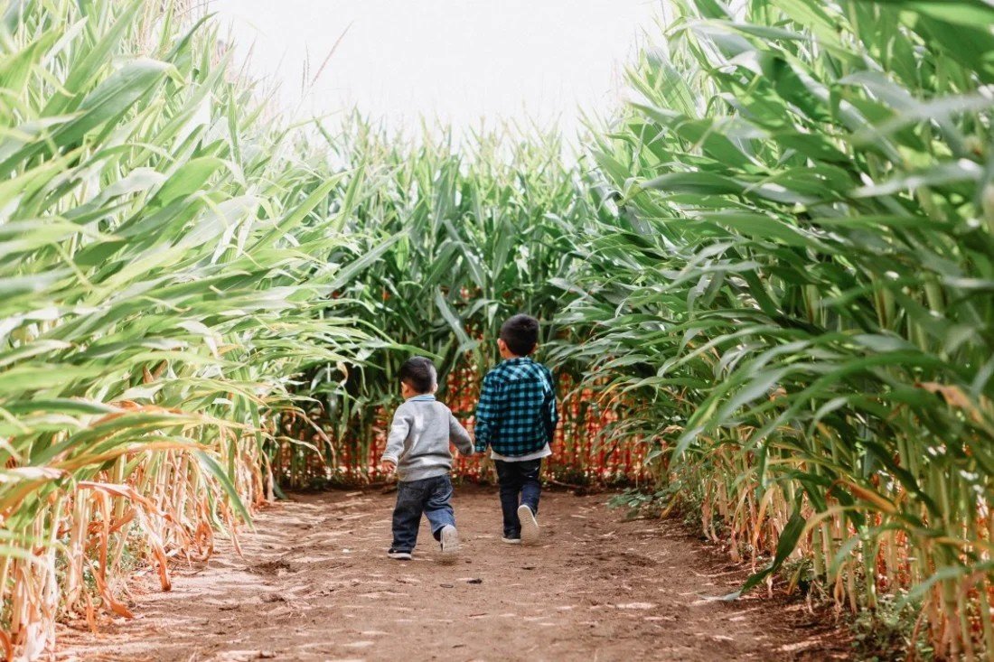 Two young boys running together down a path inside a tall corn maze on a fall day